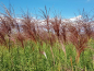 Preview: winterhartes ziergras Miscanthus sinensis Malepartus